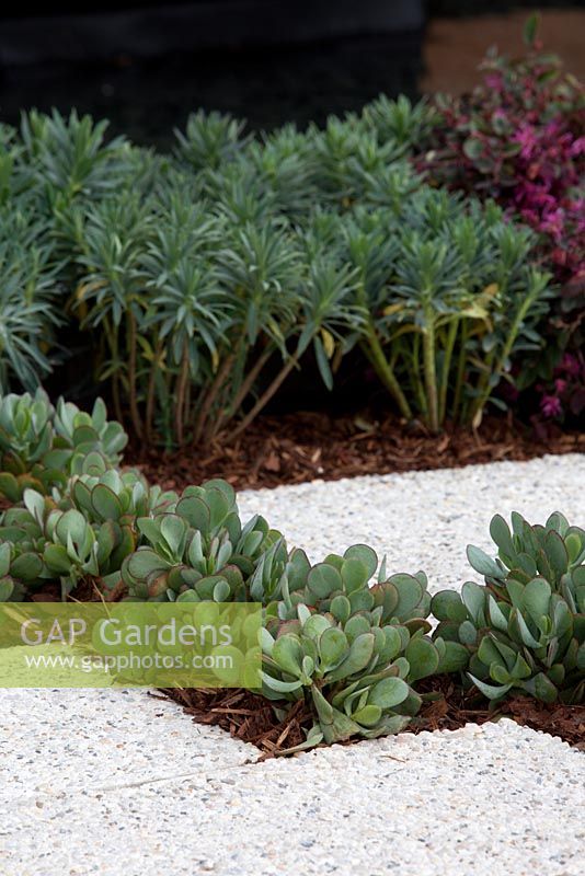 Crassula ovata 'Bluebird' growing between a composite stone paver with a white pebble finish