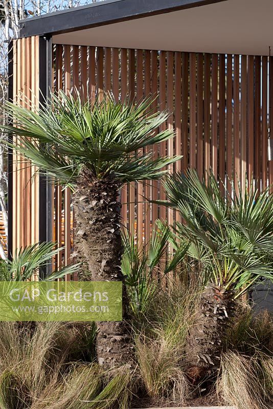 European fan palms in a garden bed with brown grasses in front of a pavillion