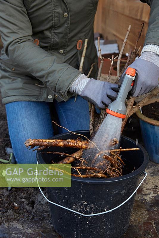 Woman washing roots of bare rooted Sambucus, to prepare for planting 