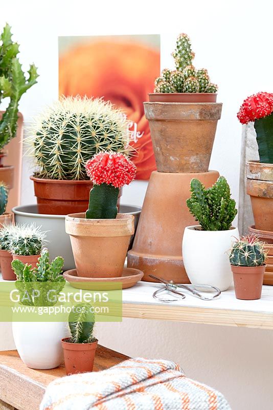 Cactus collection in containers indoors 