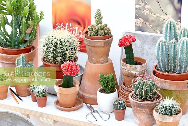 Cactus collection in pots
