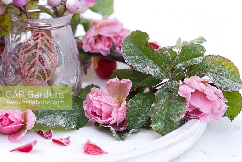Frosted display of pink Roses on a white tray with a glass jar of Snowberries
