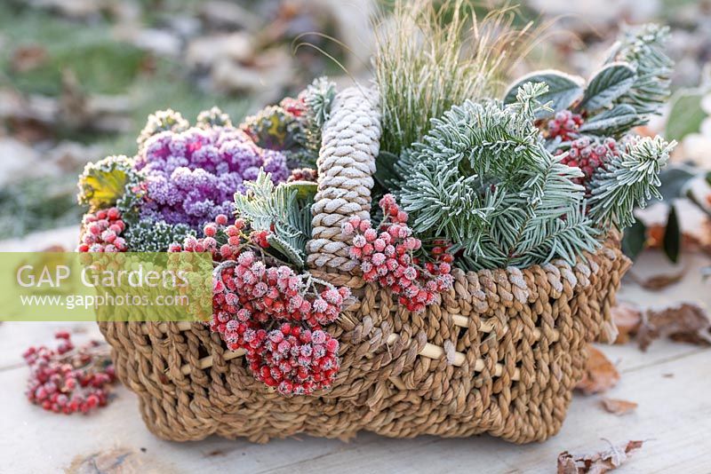 Wicker basket containing frosted Cotoneaster berries, Ornamental cabbage, ornamental grass and Pine foliage