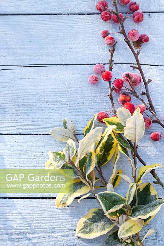 Frosted red Crab apples and variegated Elaeagnus leaves on blue wooden surface