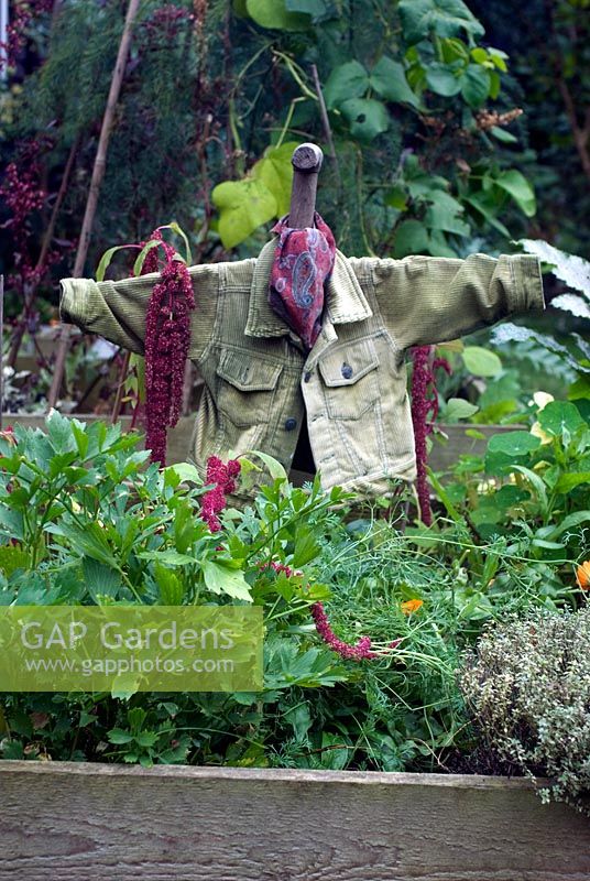 Vegetable beds with green corduroy jacket scarecrow, herbs and amaranthus