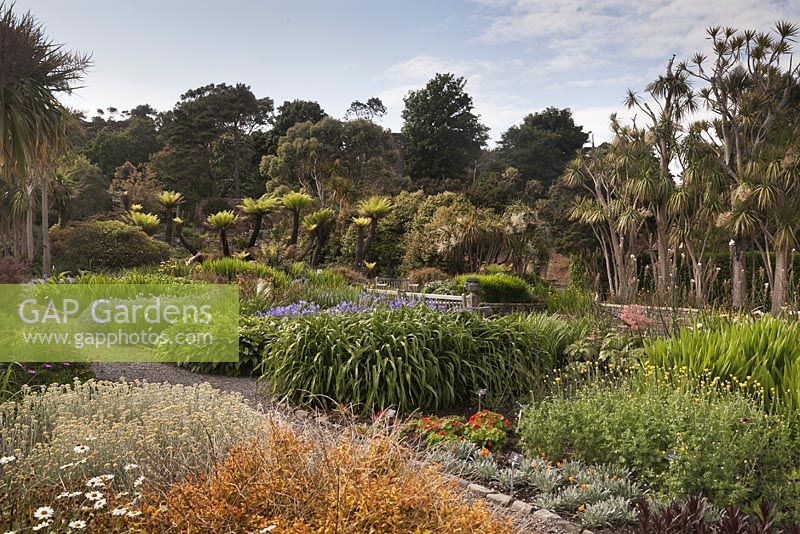 Plantings of Tree Ferns and flowering perennials around the formal pond - July, Logan Botanic Garden, Dumfries and Galloway, Scotland
