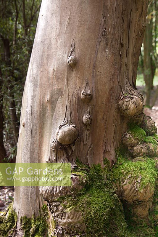 A tree trunk with lumps 
