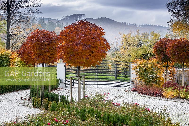 Acer Platanoides 'Crimson Centry' flank the driveway at the entrance to the property.  View of mountains and landscape beyond.  Autumn. 