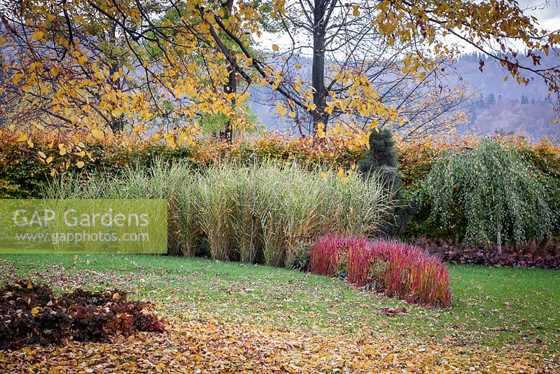 Ornamental grasses border in Autumnal colours