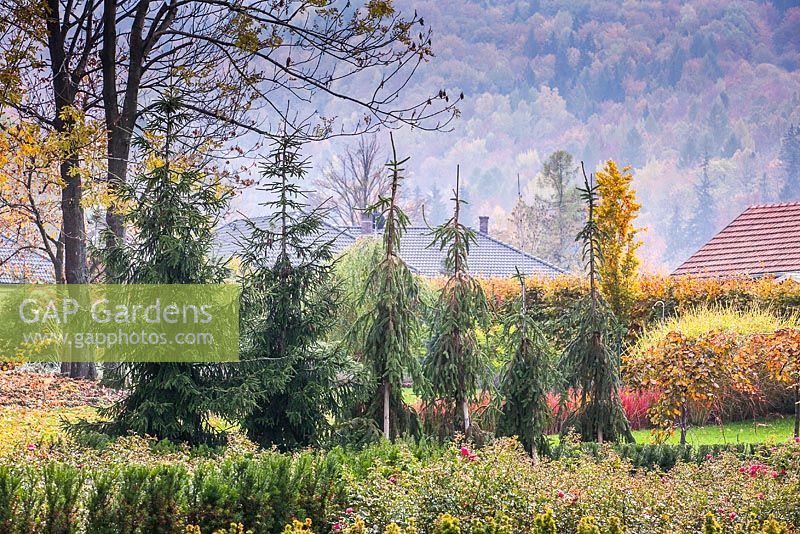 Picea - different species of conifers in a line with a mountainous backdrop - autumn