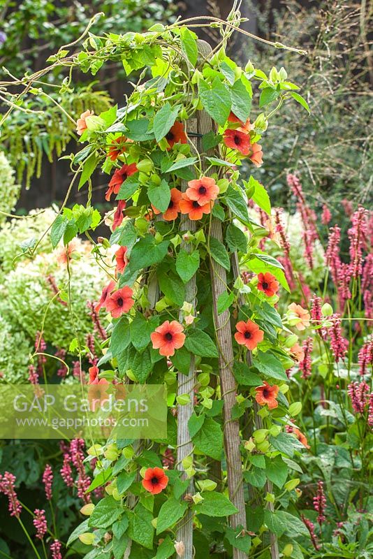 Wooden plant stand with Thunbergia 'african sunset' 