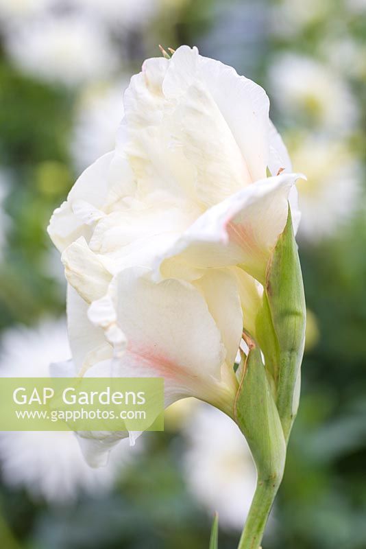 Gladiolus 'Cream Perfection'