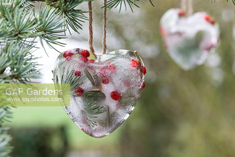 Frozen hearts made with Pine foliage, Eucalyptus, Ilex verticillata berries and water