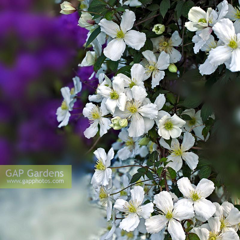 Clematis montana 'Grandiflora White Anemone'