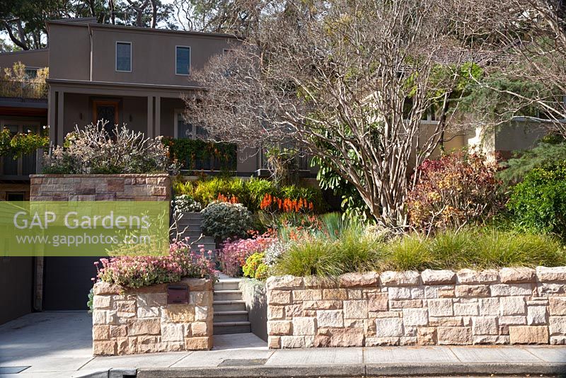 A terraced garden with sandstone block walls, a border planting on Lomandra 'Tanika', Kalanchoes, Lagerstroemia indica, Crepe Myrtle, Aloes with bright orange flowers and Plumerias, Frangipanis.