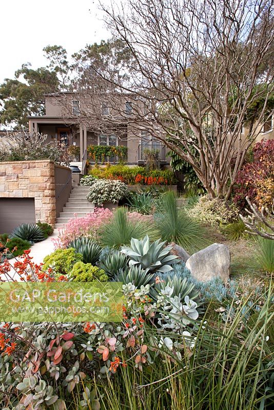 An overview of the front garden with mixed planting including Kalanchoe fedtschenkoi 'Variegata', Variegated Lavender Scallops, Lagerstroemia indica, Crepe myrtle and Plumerias