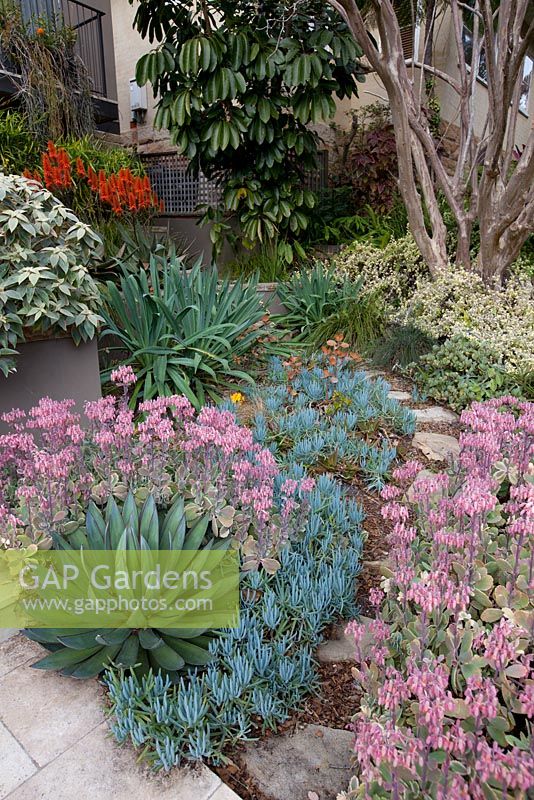 A stepping stone path running between beds of Agave 'Blue Glow', Senecio mandraliscae, Kalanchoe fedtschenkoi 'Variegata', Variegated Lavender Scallops, Beschorneria yuccoides, Mexican lily and Strobilanthes gossypinus.