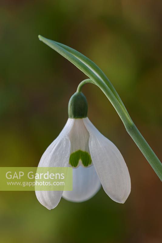 Galanthus nicalis 'Henry Purcell' 
