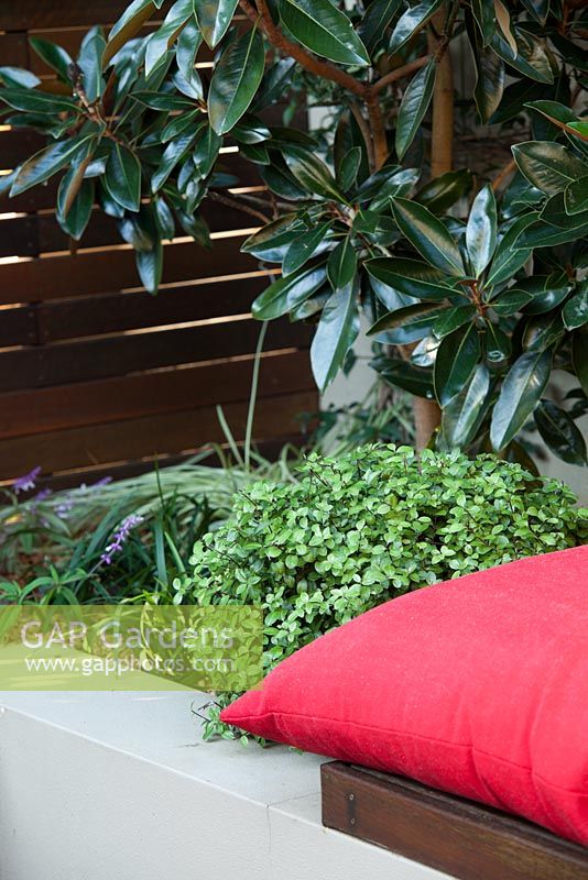 Raised garden bed with Pittosporum 'Golf ball' and behind a Magnolia 