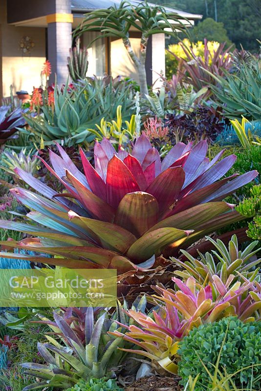 A raised garden featuring a large red leaved bromeliad, Alcantarea Imperialis rubra, surrounded by a selection of richly coloured and variegated smaller bromeliads