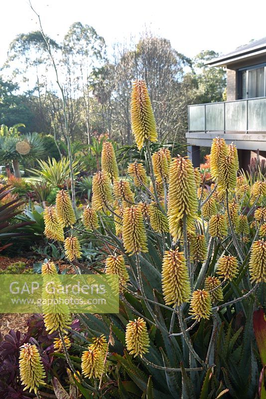 Aloe 'Southern Cross', with multiple yellow flowers with an orange blush held on multi branched stems.
