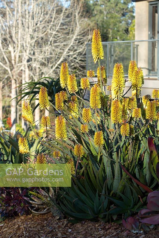Aloe 'Southern Cross', with multiple yellow flowers with an orange blush held on multi branched stems