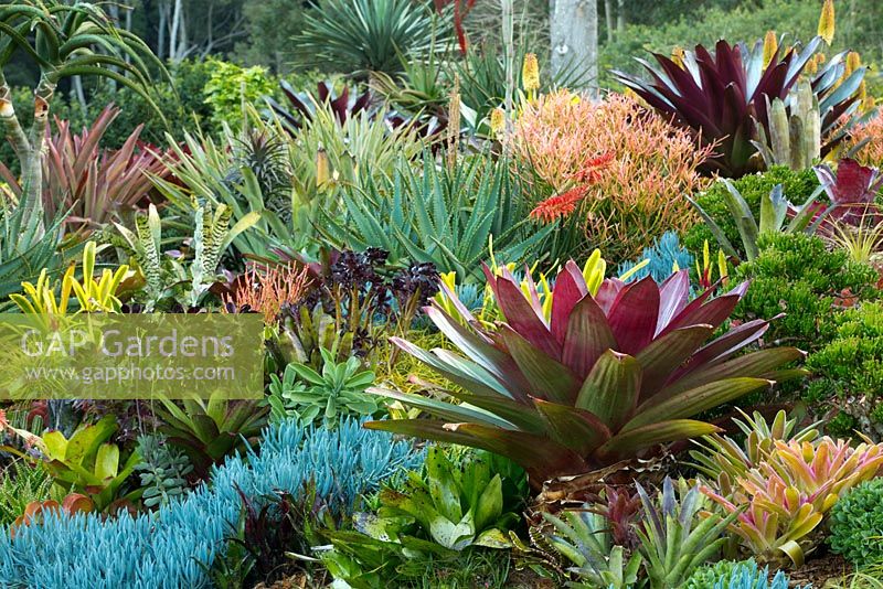 View of a raised garden bed showing a collection of colourful and variegated bromeliads, aeoniums, succulents, cactus, euphorbias and large maroon leaved alcantareas. 