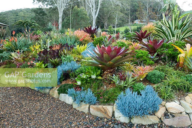 View of a raised garden bed showing a collection of colourful bromeliads, succulents, cactus, and euphorbias. Senecio mandraliscae with a maroon alcantarea in the middle