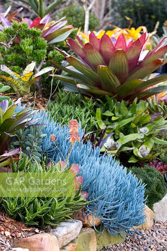 View of a garden showing a collection of colourful bromeliads, succulents, cactus, and euphorbias. Senecio mandraliscae seen in the foreground, and a maroon alcantarea at the rear