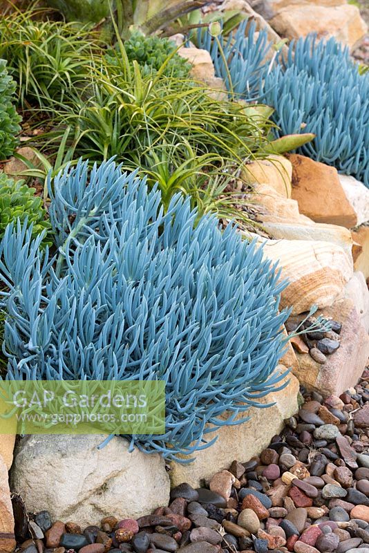 Senecio mandraliscae, Blue chalk sticks featured in a rockery with bromeliads behind it.