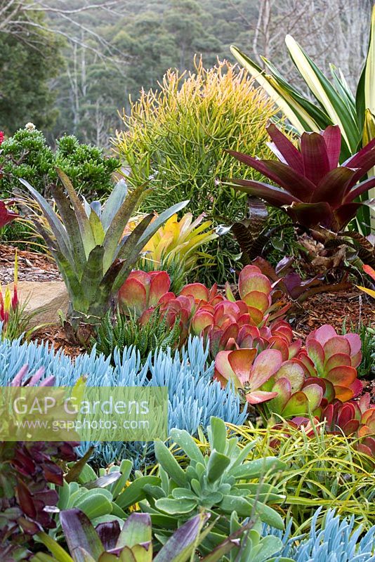 View of a raised garden bed showing a collection of colourful bromeliads, aeoniums, succulents, cactus, euphorbias, and large maroon leaved alcantareas. 