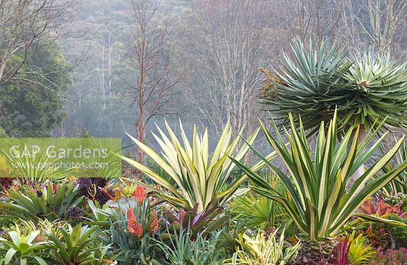 A garden featuring various bromeliads, succulents, and variegated plants including a Furcraea foetida mediopicta, Mauritius Hemp and Dracaena draco 