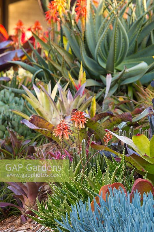 A raised garden bed with a selection of succulents, bromeliads and aloes. In the foreground is Senecio mandraliscae