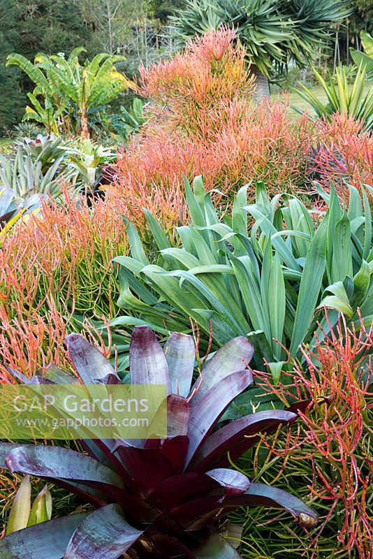 A colourful layered planting with Alcantarea species, Beschorneria yuccoides, Mexican lily and Euphorbia tirucalli 'Firesticks'