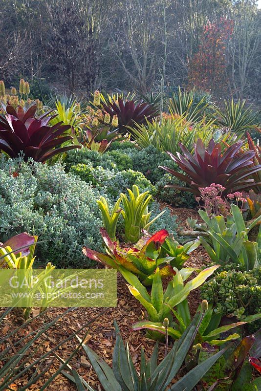 Detail of a sandstone edged garden beds with a windy bark mulched path with a colourful mixed planting of succulents featuring maroon, red leaves of Alcantarea imperialis rubra.