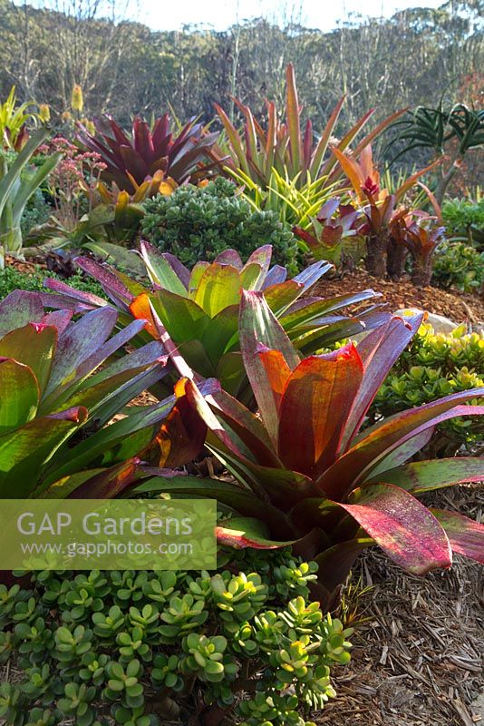 Raised garden bed with a colourful mixed planting of succulents  and bromeliads, featuring Alcantarea imperialis rubra, with maroon red leaves and in the foreground green fleshy leaves of Crassula ovata.
