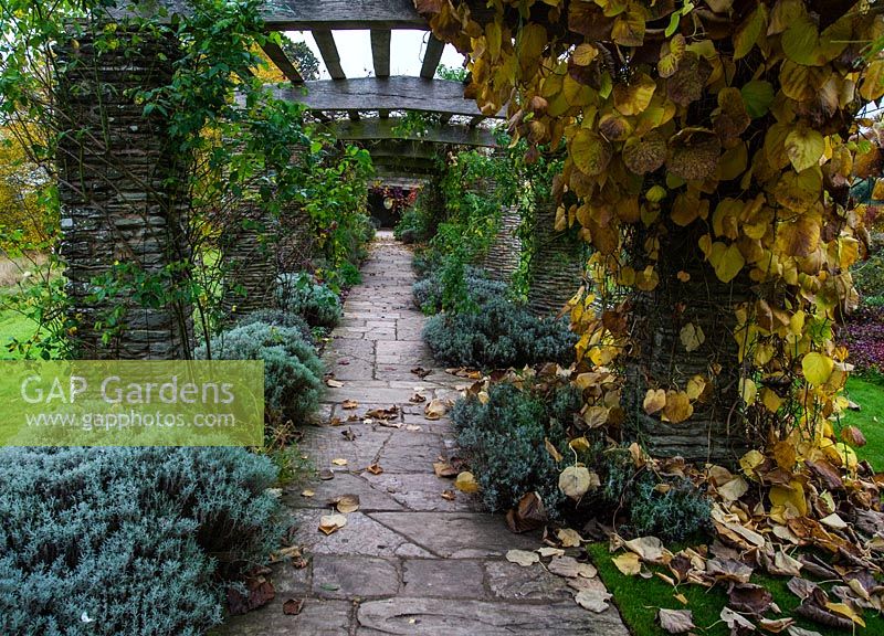 Pathway under pergola in Autumn.
Hestercombe Gardens, Somerset