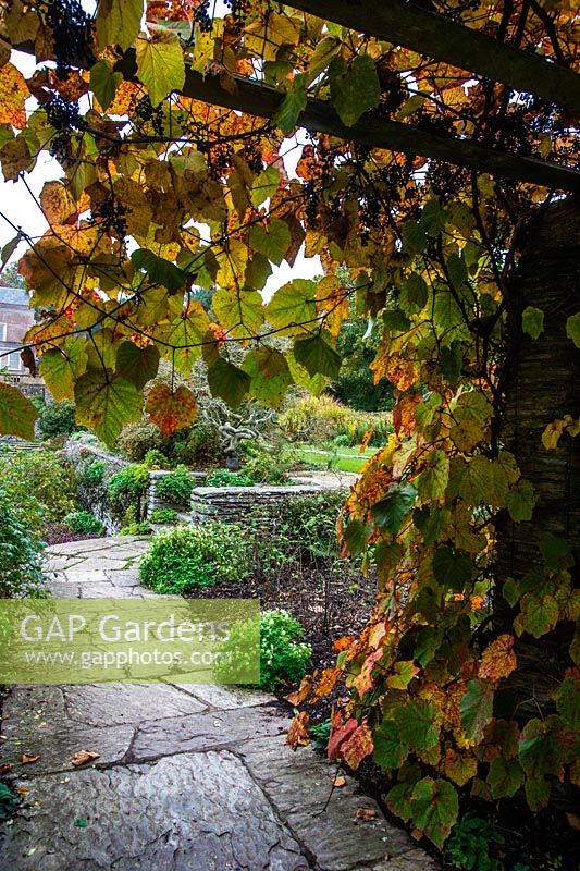 Grape vine in Autumn colour growing over pergola.Hestercombe Gardens, Somerset