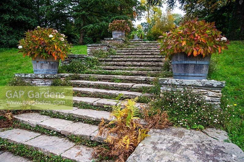Steps with  Hydrangea in tubs in Autumn.
Hestercombe Gardens, Somerset