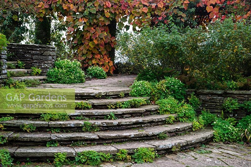 Steps leading to the pergola in Autumn. Hestercombe Gardens, Somerset