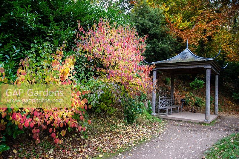 Oriental style pergoda along woodland path in Autumn.
Hestercombe Gardens, Somerset
