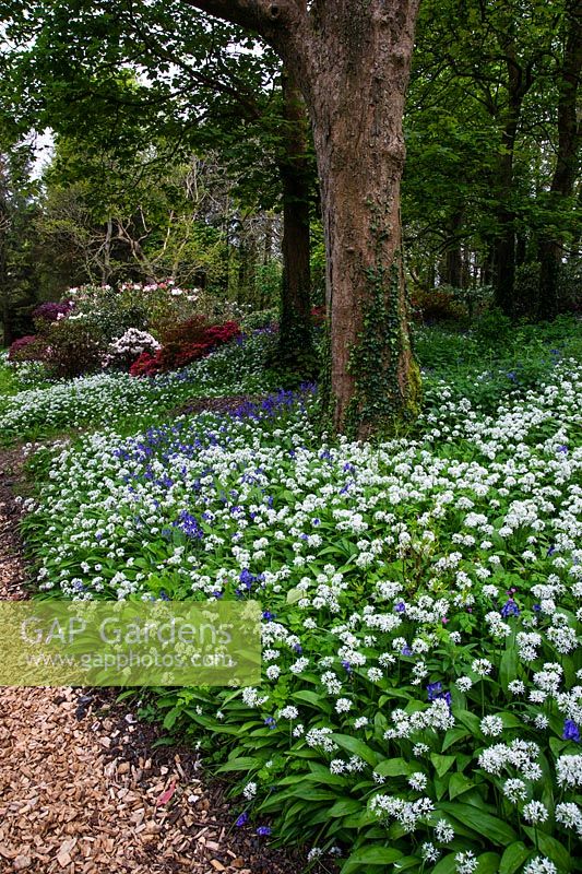 Ramsons - Allium ursinum and Bluebells - Hyacinthoides non-scripta carpeting woodland floor in spring, Bonython estate, Cornwall