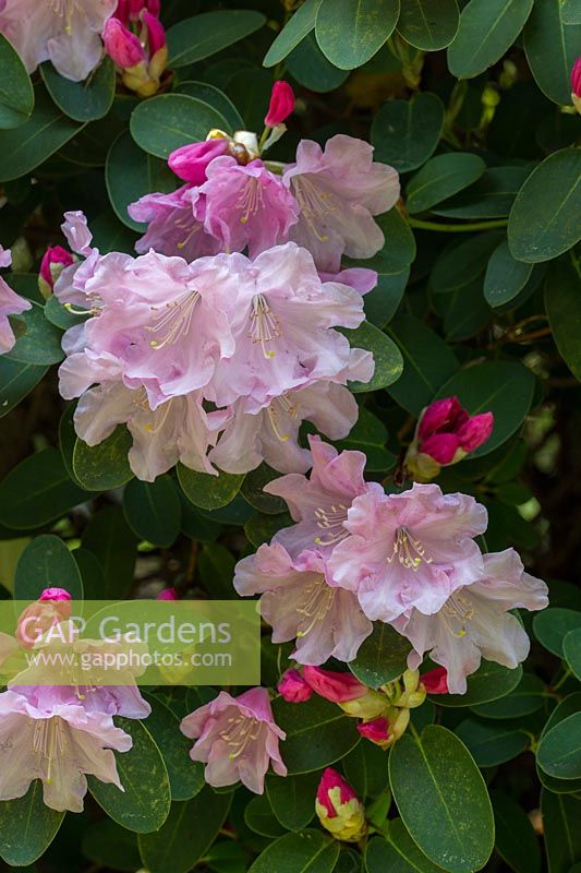 Rhododendron 'High Sheriff'