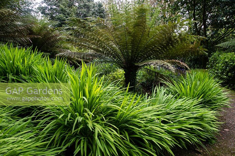 Dicksonia antarctica - Australian tree fern amongst lush green vegetation, Trewidden Garden, Cornwall