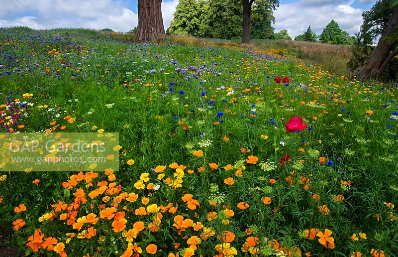Annual wildflower meadow, Trentham Estate Gardens