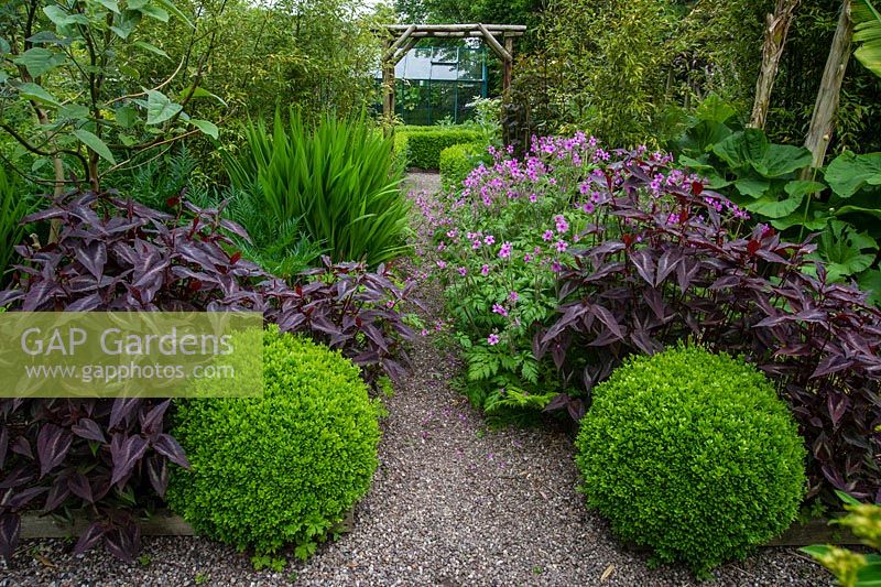 Persicaria 'Red Dragon' and buxus balls planted bordering garden path, Bluebell cottage garden, Cheshire