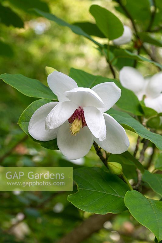 Magnolia wieseneri flower