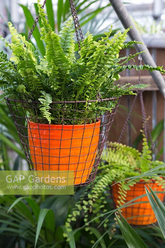Nephrolepis exaltata in orange pots within wire hanging baskets