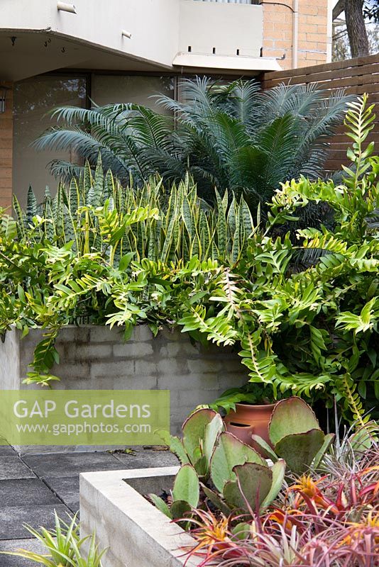 Concrete raised garden beds seen in a rooftop garden. Taller bed features Epiphyllum chrysocardium 'Golden Heart' fern and Sansevieria trifasciata Mother in laws tongue. Lower bed features red and yellow foliage of Tillandsia capitata 'Maroon'