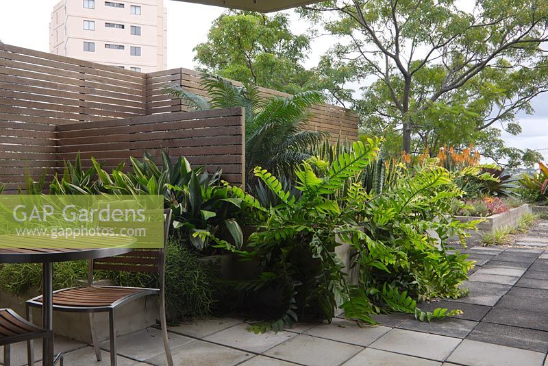 View of a rooftop garden showing timber panelled privacy screens and matching seating and chairs. Epiphyllum chrysocardium 'Golden Heart' fern and aspidistra grows in a raised bed.